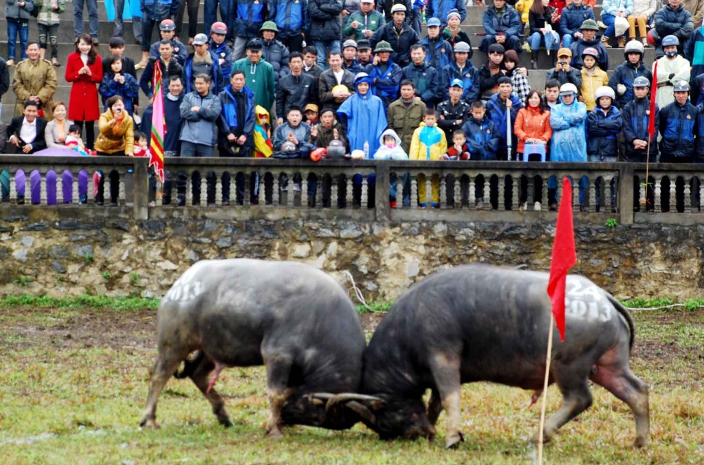 Do Son Buffalo Fighting Festival