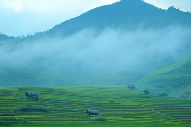 Mu Cang Chai - Middle of the crop