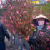 Peach flowers on Hanoi Streets before Lunar New Year