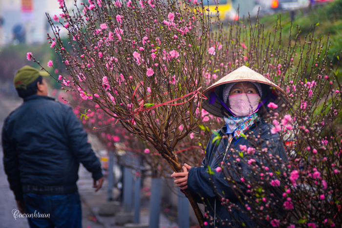 Peach flowers on Hanoi Streets before Lunar New Year