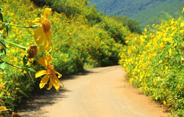 Travel to Gia Lai Provice in November to participate to Wild Sunflower Festival