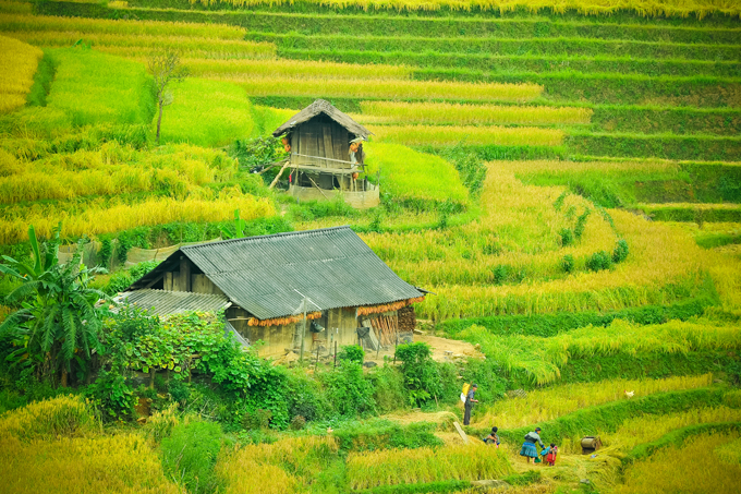 Lim Mong Valley in September - The harvest time of the rice crop