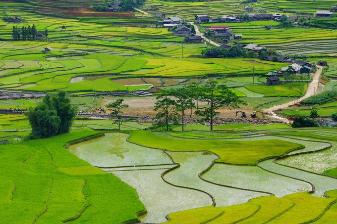 Lim Mong Terraced Rice Fields in June - The begining of the crop.