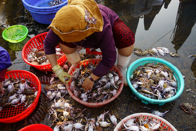 Thanh Ha Fish Market in Hoi An – Vietnam