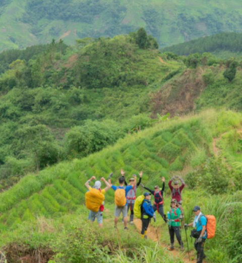 Hoang Su Phi terraced fields on the ripen rice season