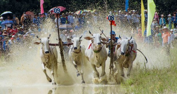 Seven Mountains Bull Racing Festival