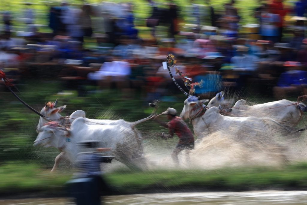 Seven Mountains Bull Racing Festival